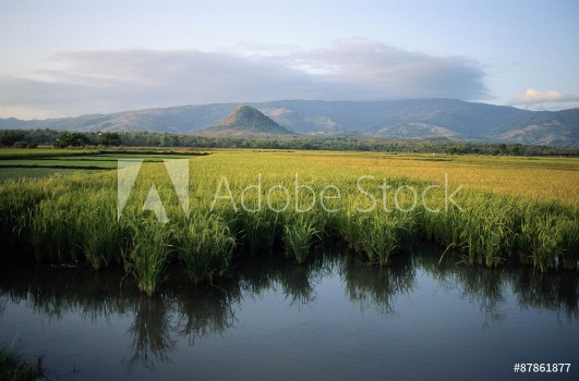 Picture of Green mountain paddy field in indonesia